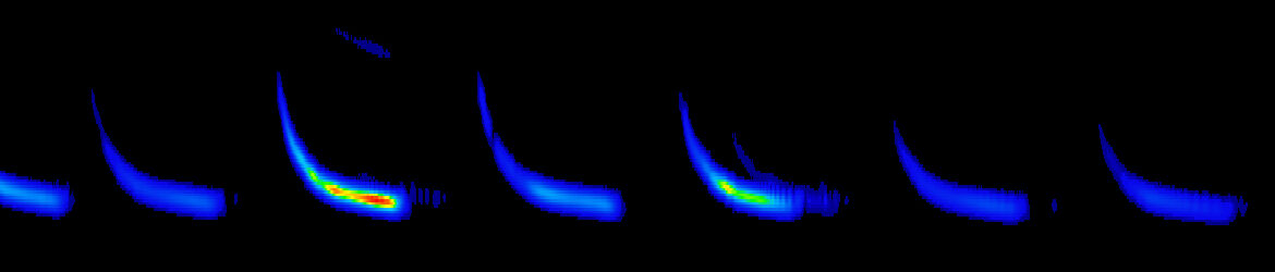 Bat echolocation call with blue pulses across the image