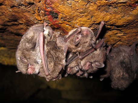Calma Pensativo Alérgico Bats and where they call home – Illinois Bat Conservation Program