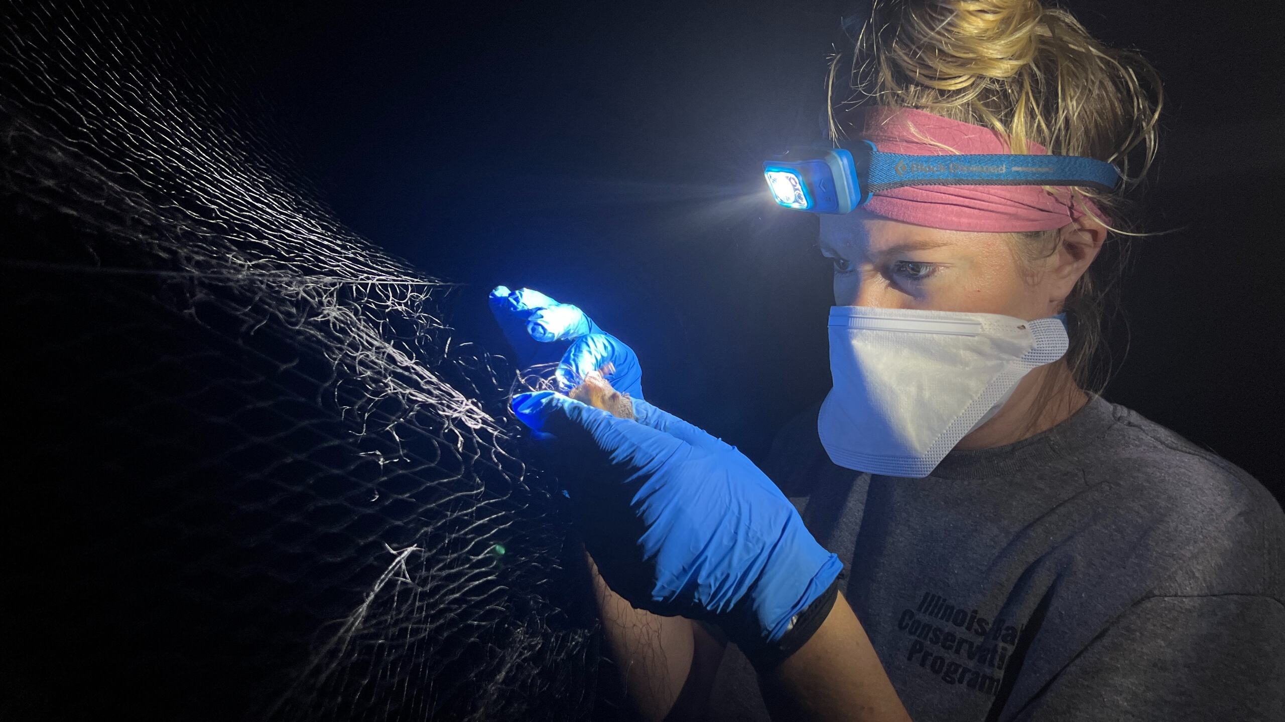 Woman removing bat from mist netting
