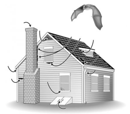 House with arrows pointing to common places that bats may use as entrances/exits, at corners of roof, chimney, and openings in siding/windowframes.