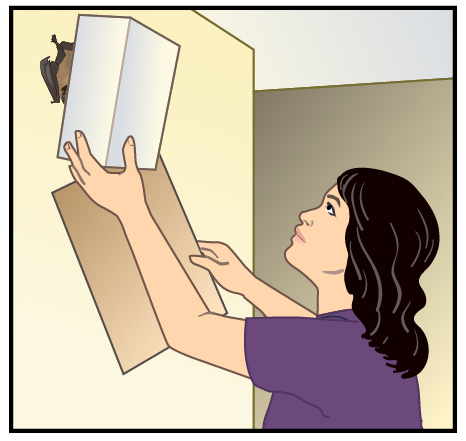 Woman trapping bat against wall with box