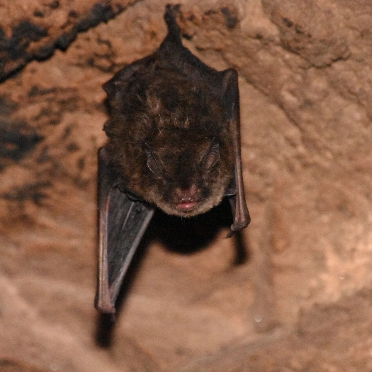 Indiana bat looking at camera