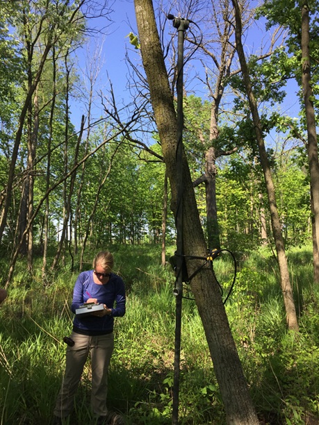 Woman standing next to tree with acoustic recorder attached with microphone on pole