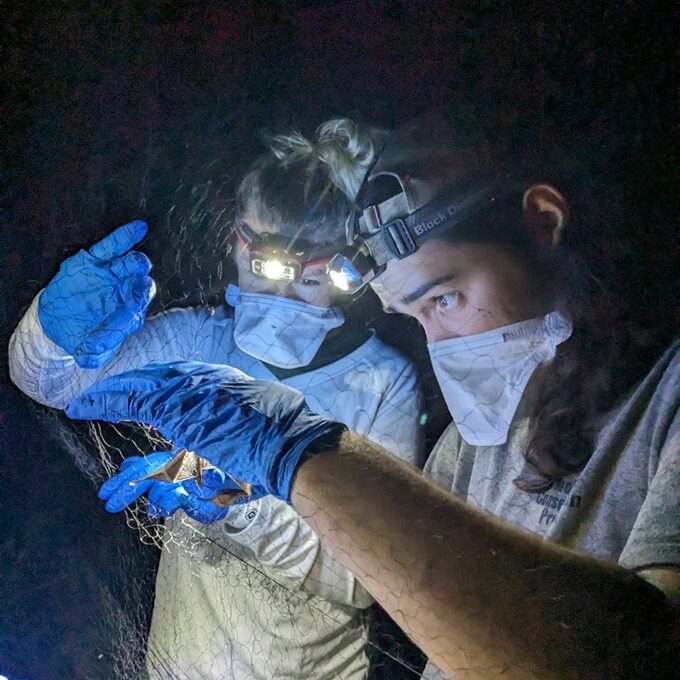 Ricky removing bat from mist net with Brittany assisting