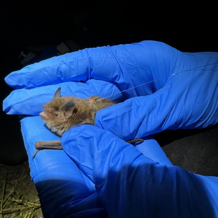 Indiana bat with radiotransmitter attached to back