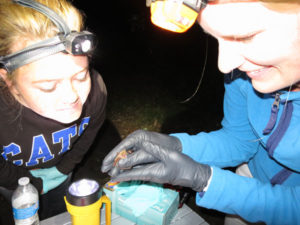 Ash and Tara examin a tri-colored bat captured at Embarras River Bottoms State Habitat Area. After collecting data on the animal for a few minutes, it will be released.