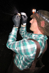 Matt S carefully removing a bat from the mist net in Lawrence County, Illinois, so that we can weigh, measure, identify, and determine sex and age class of the bat.