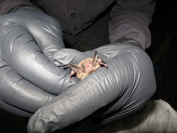 Myotis sodalis, Indiana bat, captured at PWSNP on September 2nd.