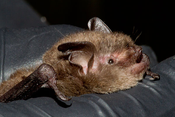 The name myotis is latin for mouse-like, and refers to the ears of these bats.