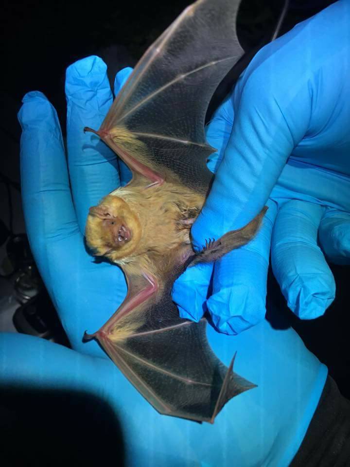 Small reddish brown bat being held.