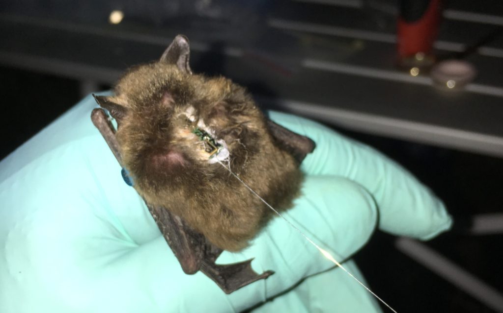 Small brown bat with small electronics glued to its back