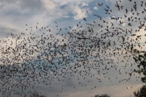Bat Reproduction – Illinois Bat Conservation Program
