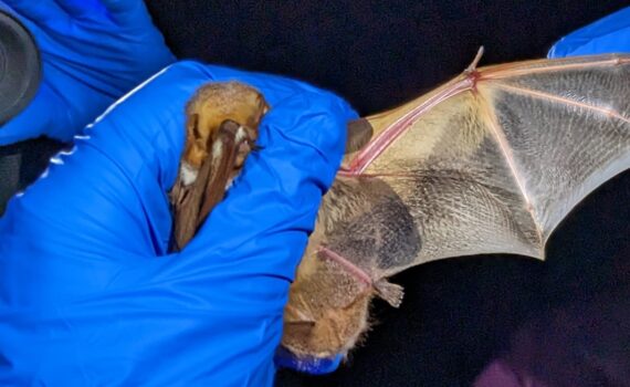 Mist Netting – Illinois Bat Conservation Program