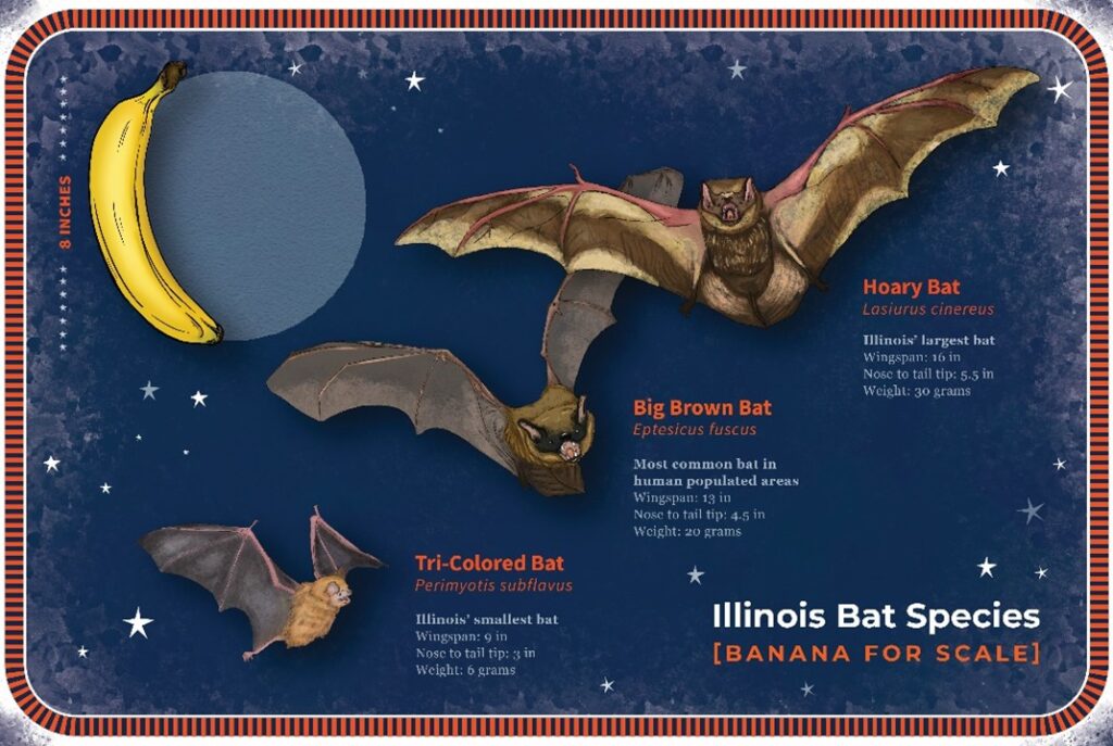 2023 Mist Netting Recap – Illinois Bat Conservation Program